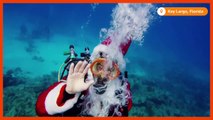Scuba Santa dives to boost marine sanctuary