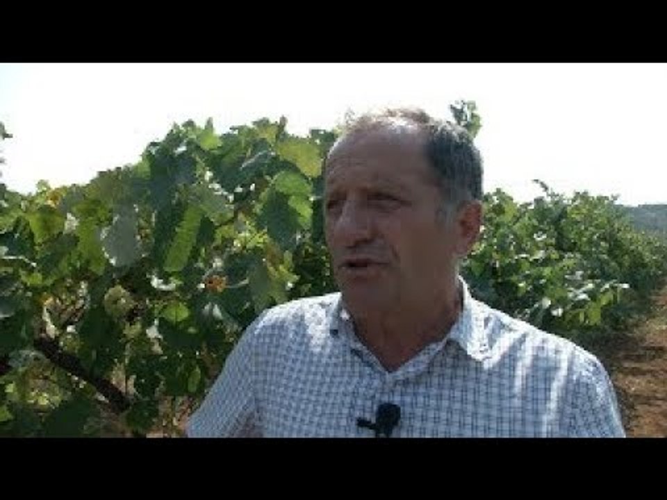 Report Tv, Veri Jug - Frrok Prenga dhe vreshtat e Bukmirës