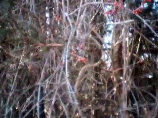 First Noel on Hohner Chromatic Echo Harp 🎶