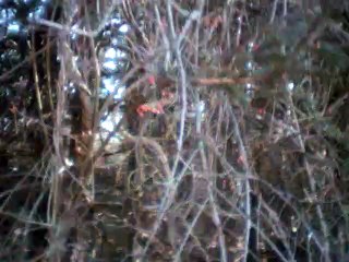 First Noel on Hohner Chromatic Echo Harp 🎶