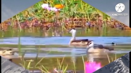 Enjoying migratory birds