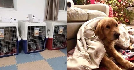 20 goldens retrievers, sauvés du commerce de la viande en Chine, rencontrent leurs nouveaux propriétaires