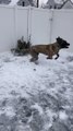Dog Bounds Around in Snow Covered Yard