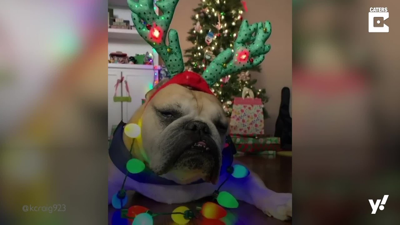 Bulldogge hat keine Lust auf Weihnachten