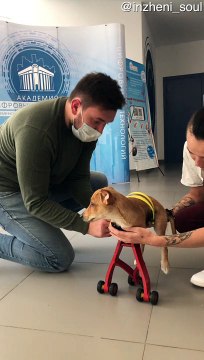Disabled Dog Receives 3D Printed Prosthetic