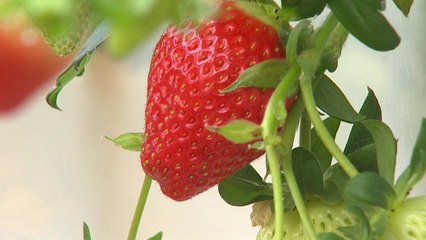 [녹색] 꼭 필요한 곳만 난방...비용↓ 생산량↑ / YTN