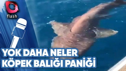PLAJDA KÖPEK BALIĞI! | YOK DAHA NELER