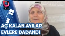 ARTVİN'DE AÇ KALAN AYILAR EVLERE DADANDI! | YOK DAHA NELER