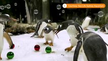 Sydney aquarium penguins get a bubbly Christmas