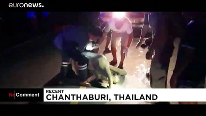 15 perces szívmasszázzsal élesztettek újra egy elefántbébit Thaiföldön