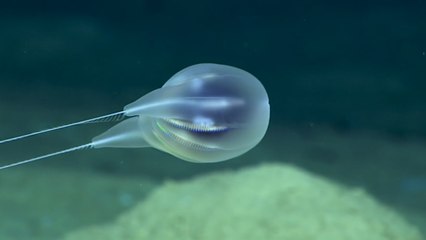 Researchers Unveil New Sea Creature Species