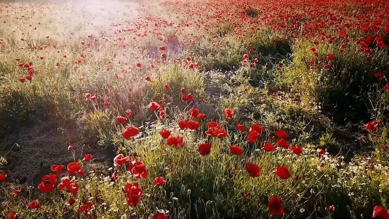Flowers_ورد