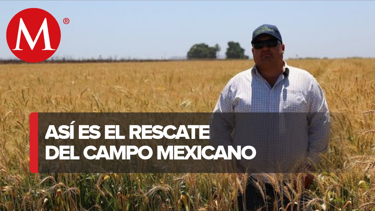 Grupo Bimbo impulsa la agricultura de conservación