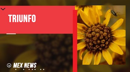 SE DESCUBRIÓ UNA NUEVA ESPECIE DE FRAILEJÓN EN COLOMBIA
