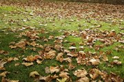 Leaving Leaves on Your Lawn Is Not a Great Idea