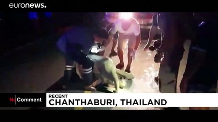 Elefante bebe salvo da morte com reanimação cardiorrespiratória