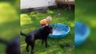 Laughing Babies Playing With Dog And Water _ Funny Baby And Dog Compilations (online-video-cutter.com)