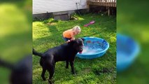 Laughing Babies Playing With Dog And Water _ Funny Baby And Dog Compilations (online-video-cutter.com)