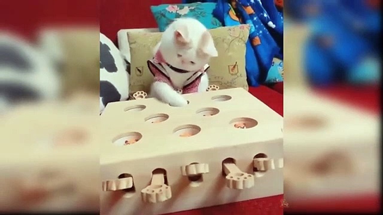 Cat Cats Funny #15 - Funny Cats - Funny Animals