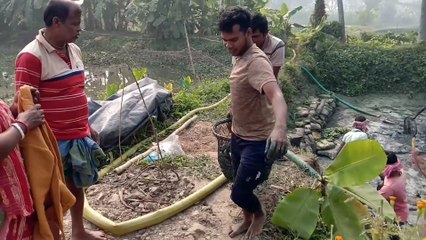 হাইবিট মাগুর মাছ কিভাবে ধরা হয়