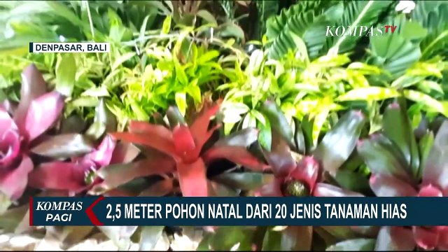 Unik! Pohon Natal dari Tanaman Hias