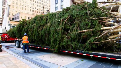 How the 75-foot Rockefeller Christmas tree makes to Manhattan