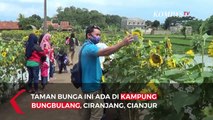Cantiknya Taman Bunga Matahari di Cianjur