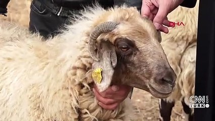 Dünyada sadece Van'da yetişiyor | Video