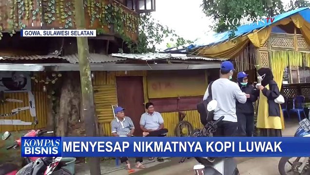 Nikmatnya Kopi Luwak Malino, Semerbak Harum Kopi yang Khas