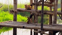 映画『劇場版 岩合光昭の世界ネコ歩き あるがままに、水と大地のネコ家族』本編映像