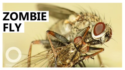 New Fungi Turn Flies Into Parasite-Spewing Zombies