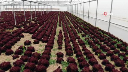 Bozkırın ortasında kurduğu seralarla kendi işinin patronu oldu