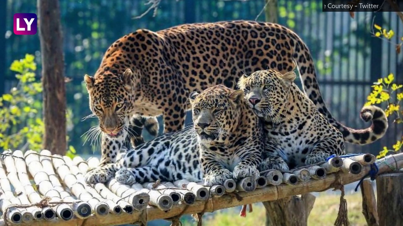 Leopards Increased in India: भारतात गेल्या 4 वर्षात बिबट्यांच्या संख्येत 60 टक्क्यांची वाढ