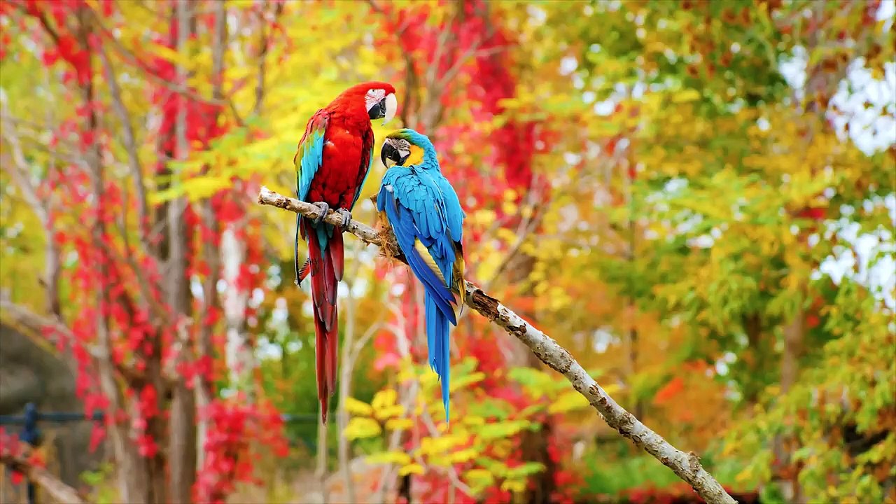 Wild Birds Special Collection 8K VIDEO ULTRA HD HDR 60FPS