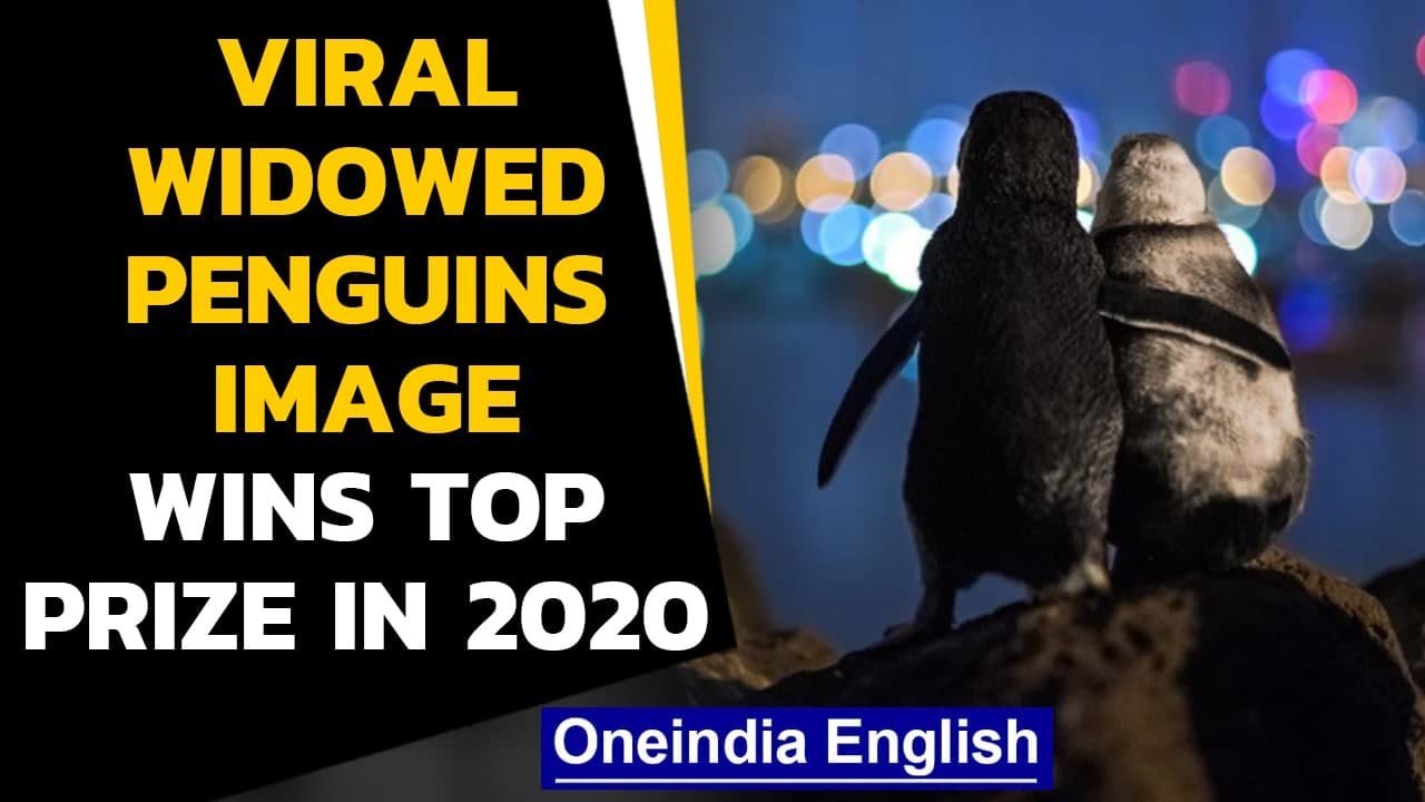 Viral image of widowed penguins wins top prize: Watch | Oneindia News