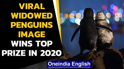 Viral image of widowed penguins wins top prize: Watch | Oneindia News