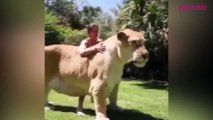 Dünyanın en büyük kedisi!