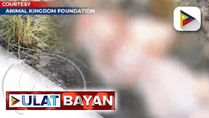 Iligal na bentahan ng lechong aso sa Nueva Ecija, sinalakay ng mga otoridad
