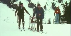 Quand les Suisses apprenaient aux vaches à ski en 1974