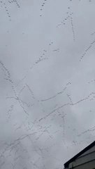 Différents types de conjonctions d'oiseaux