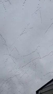 Différents types de conjonctions d'oiseaux