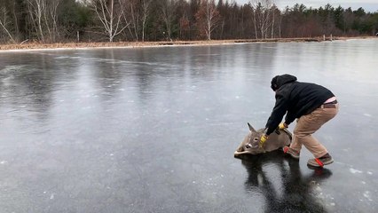 Saving a Stranded Deer by Sliding It Across a Frozen Pond