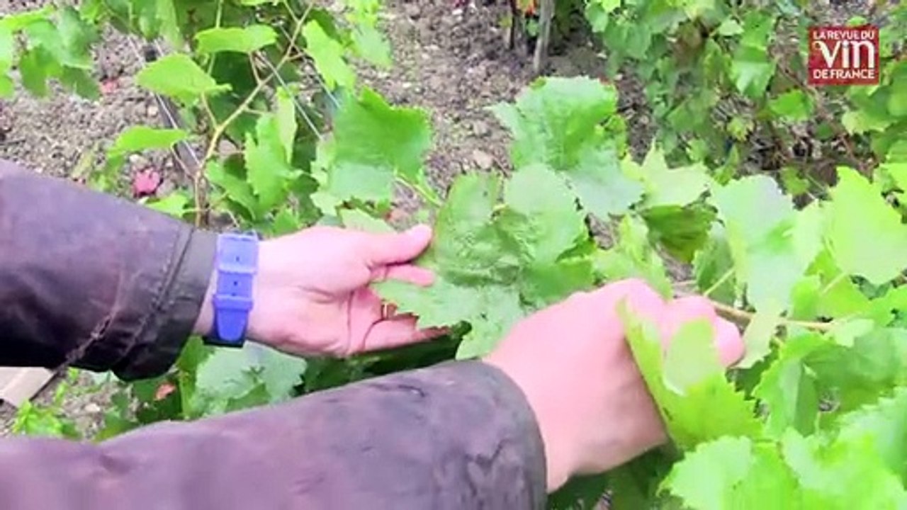 Jean-Baptiste Lecaillon : "Nos vignes sont notre goût, qui n'existe nulle part ailleurs"