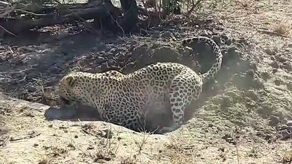 Leopard digging out a warthog