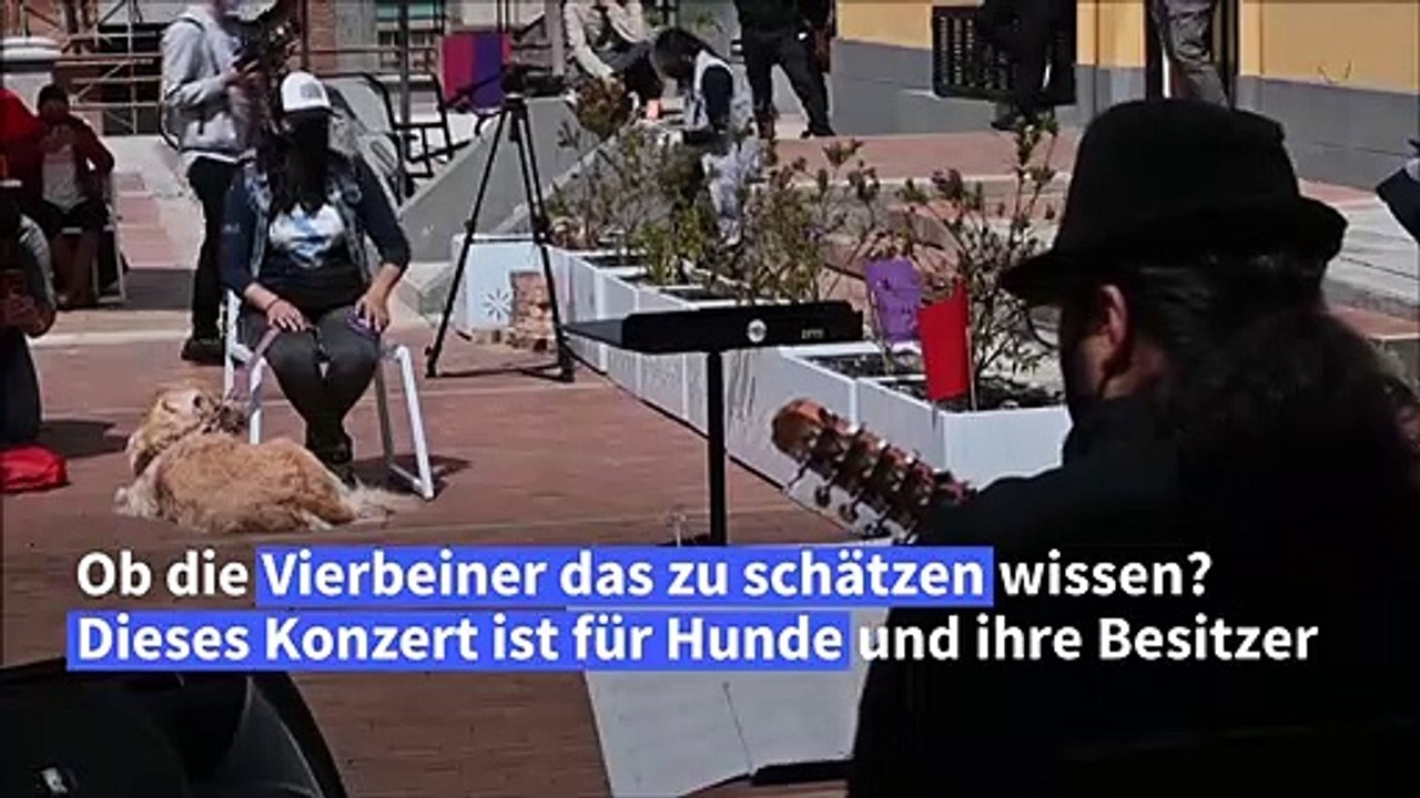Ein Weihnachtskonzert für Hunde