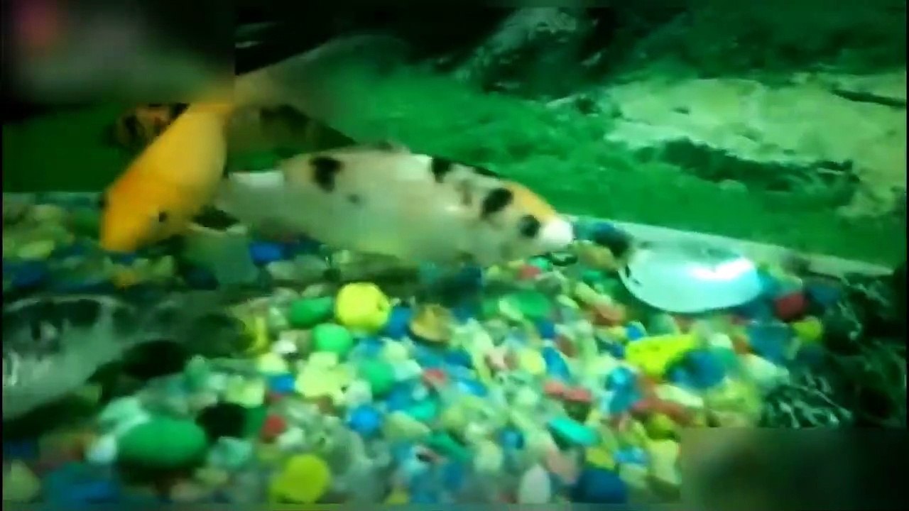 LARGEST indoor Aquarium FISH_Aqua Planet Aquarium Fish_New Aquarium fish-720p