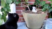 Baby Kittens Calls Out For Its Mom - cute kittens with mother cat
