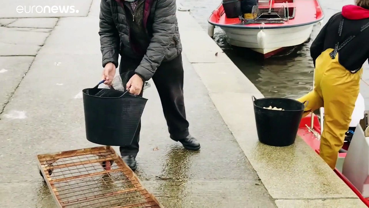Hochsaison an Weihnachten: Muschelzucht in Galicien überschattet von Corona