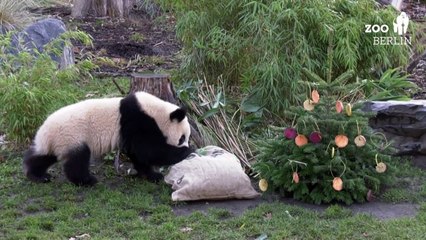 Download Video: Au zoo de Berlin, des sapins de Noël décorés ... à la viande et aux légumes!