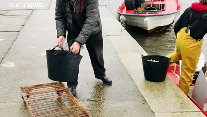 В Галисии идёт охота на моллюсков